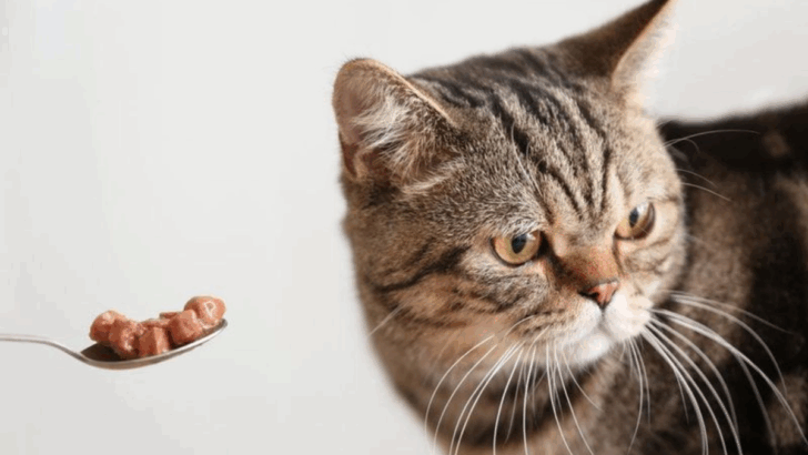 Think Your Cat’s Just Being Fussy? The Real (and Scientific) Reasons Behind Her Picky Behavior