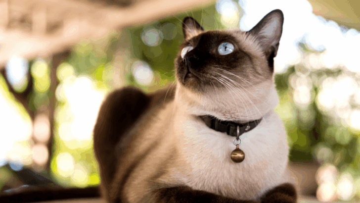 Think You’re Ready for a Siamese? 9 Things That Might Totally Surprise You