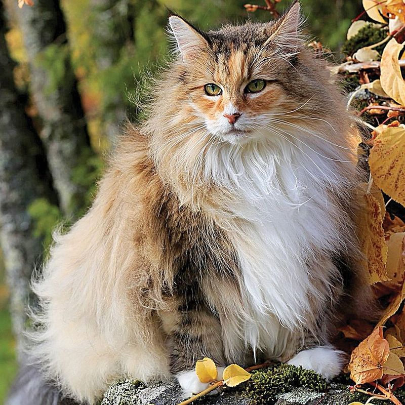 Thor for a Norwegian Forest Cat