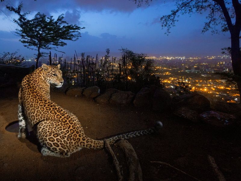 Thriving on Urban Prey