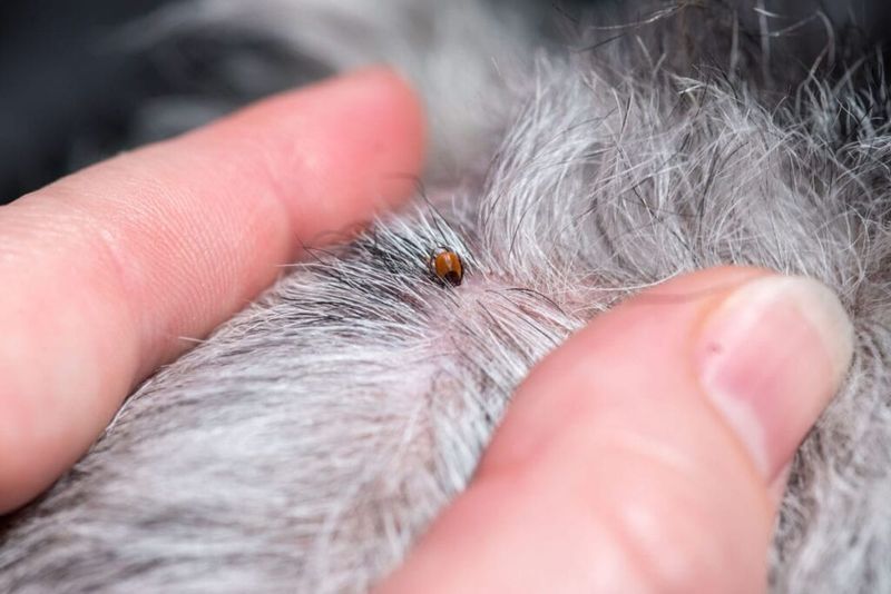 Ticks and Lyme Disease
