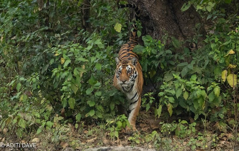 Tiger – The Solitude Respect Code