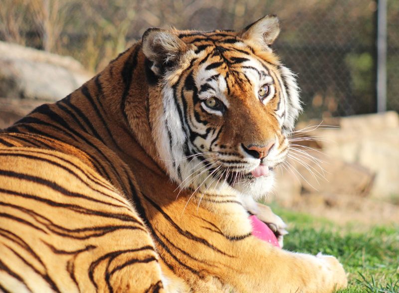 Tiger