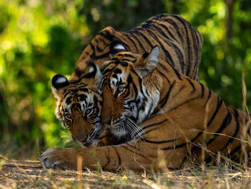Tiger Mom's Solo Journey: Single Parenting in the Jungle