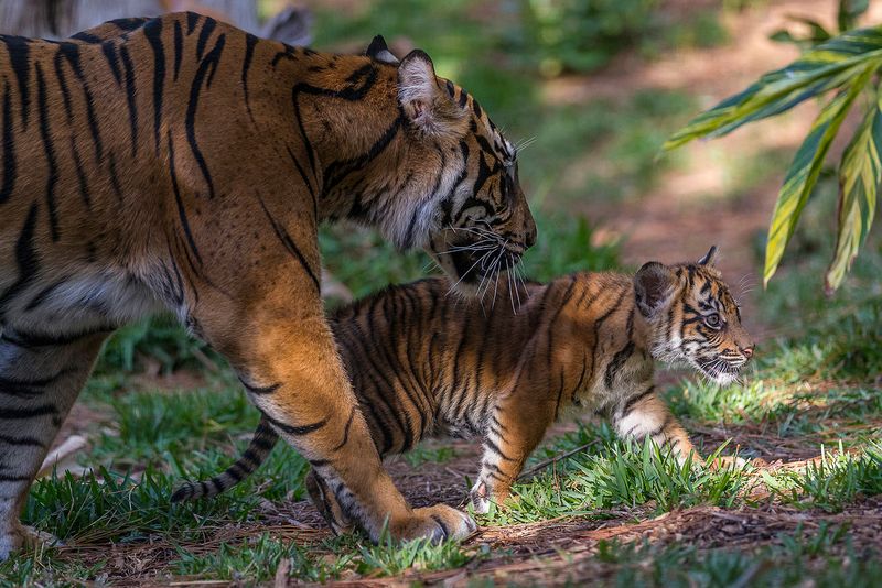 Tiger (Panthera tigris) – Family Bonds