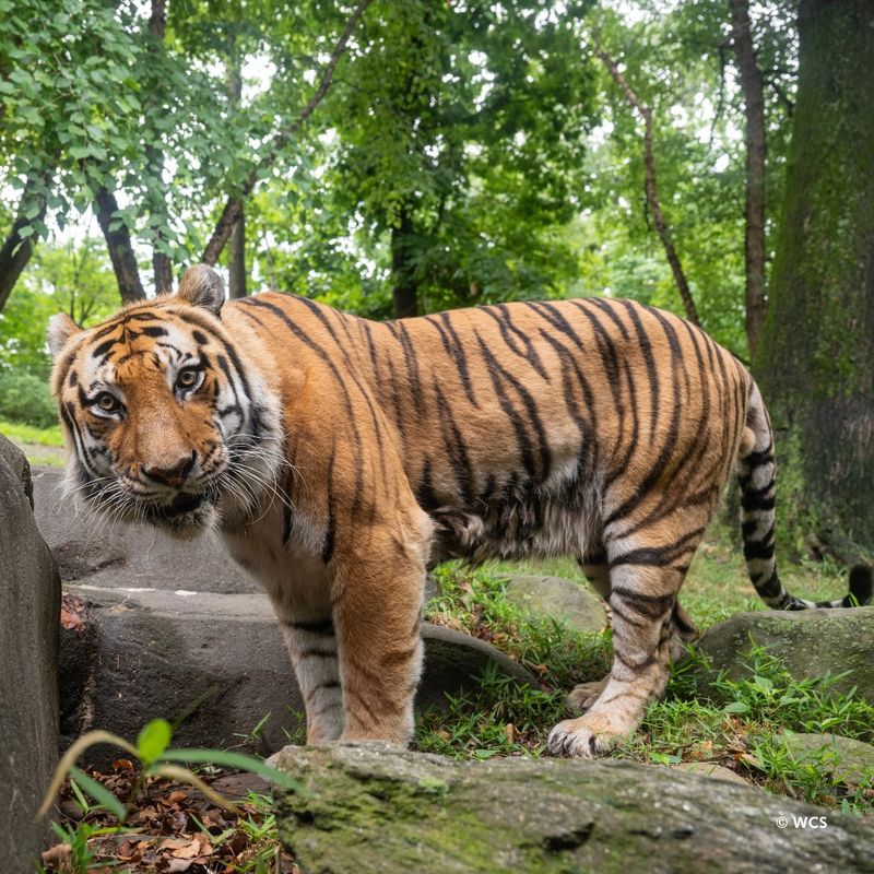 Tiger: The Heavyweight Champion