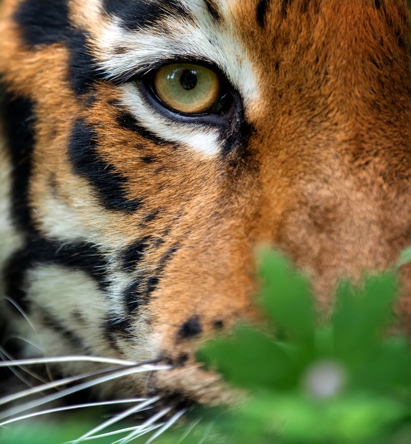 Tiger's Amber Spotlight