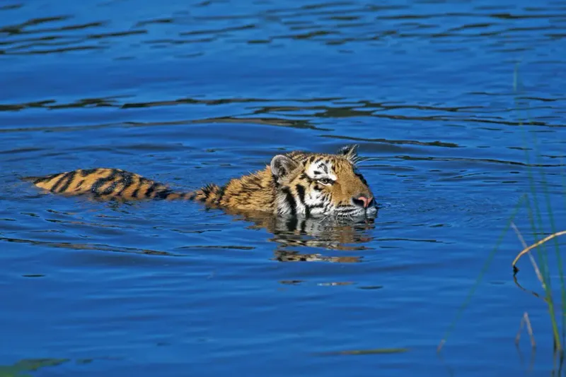 Tigers Are Expert Swimmers