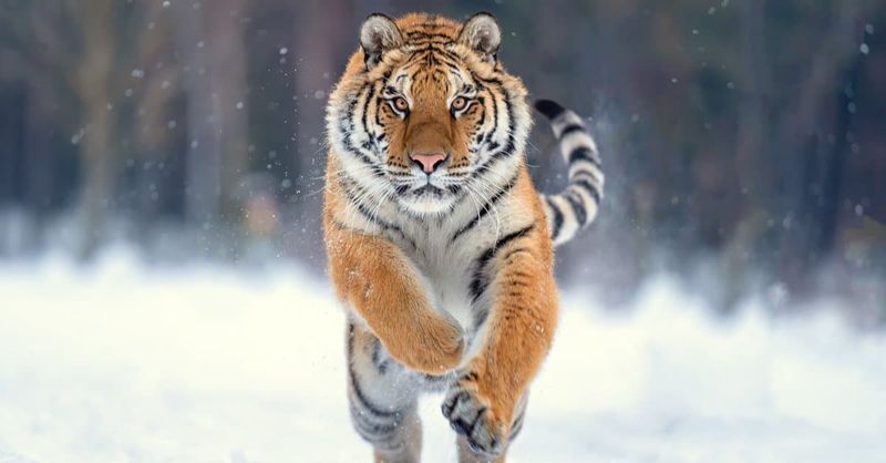 Tigers Can Leap Over 20 Feet in a Single Bound