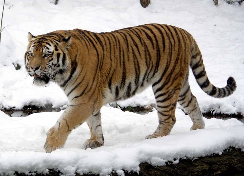 Tigers Have Nearly 30 Subspecies Extinct in the Last Century