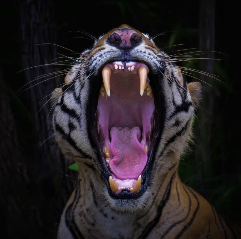 Tigers Have the Largest Canine Teeth of Any Land Predator