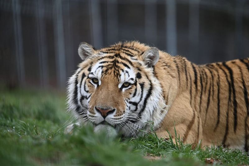 Tiger’s Stripes as Camouflage