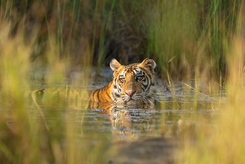 Tigers are man-eaters by nature
