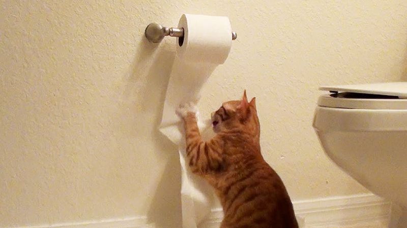 Toilet Paper Rolls