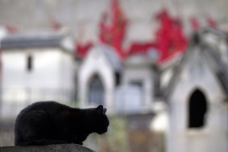 Tommaso: America's Richest Feline Heir