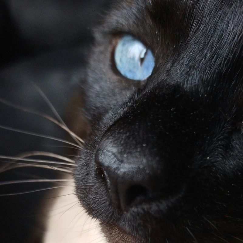 Tonkinese