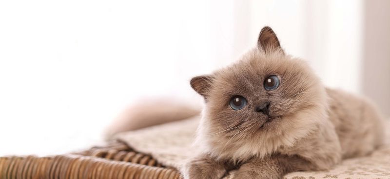 Tonkinese