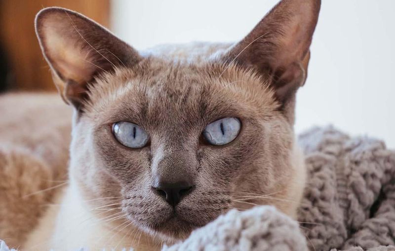 Tonkinese