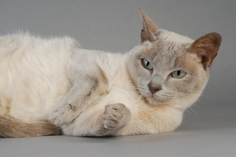 Tonkinese