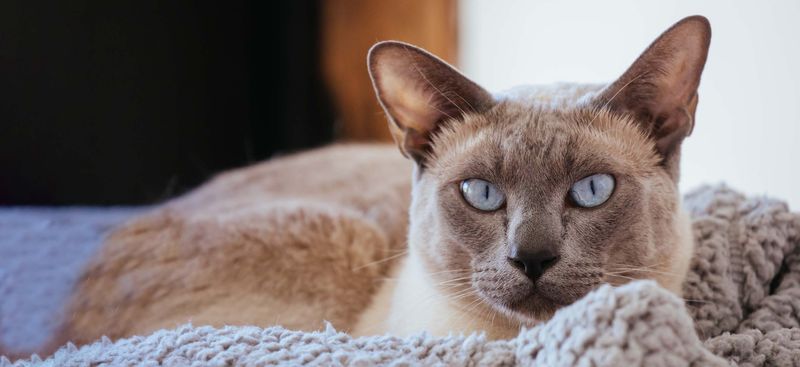 Tonkinese