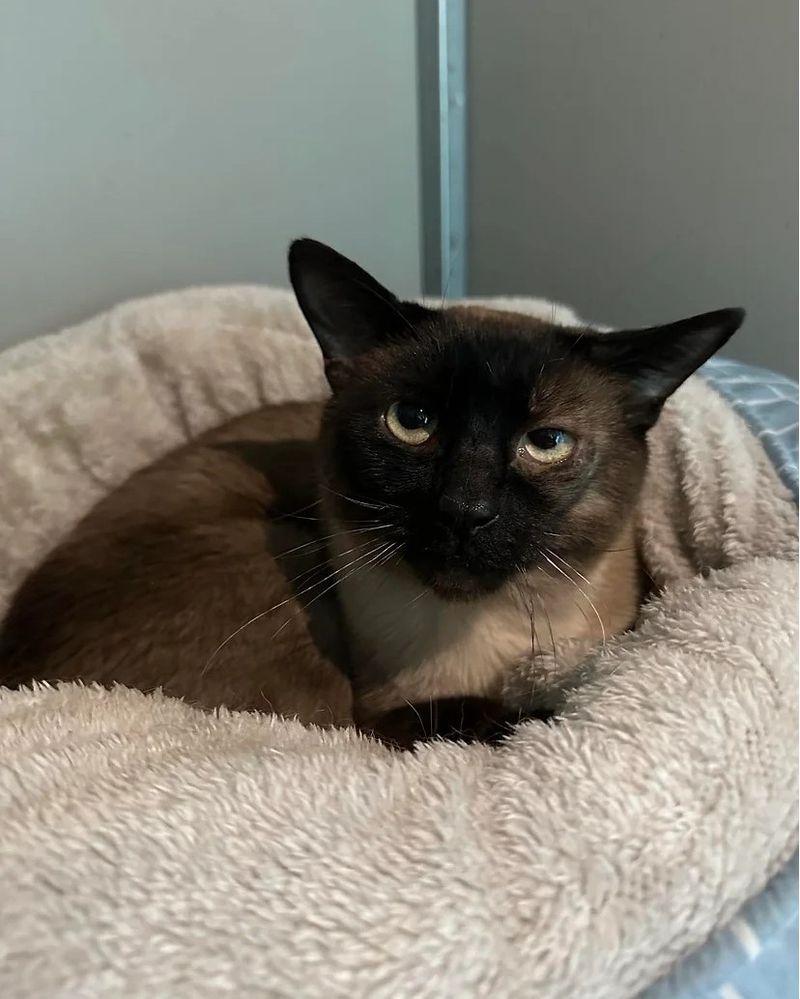 Tonkinese