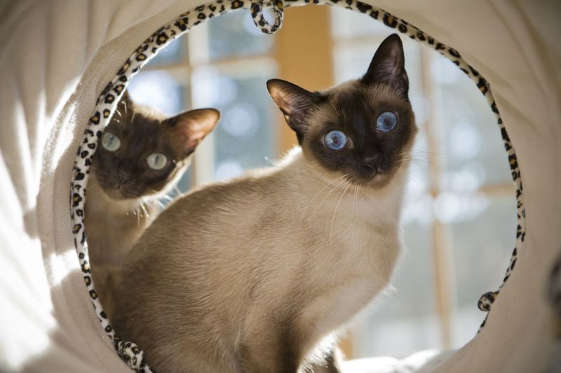 Tonkinese