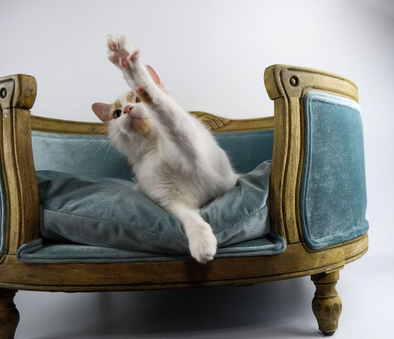 Tonkinese