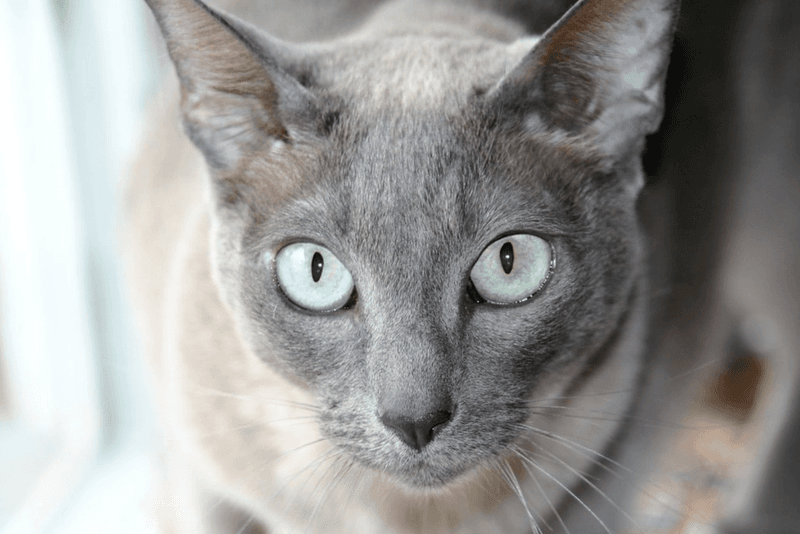 Tonkinese: The Scheduled Affection Expert