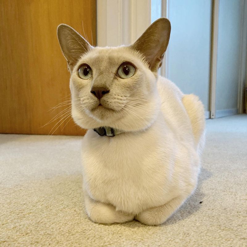Tonkinese: Vocal Velcro Cats with Mischievous Eyes