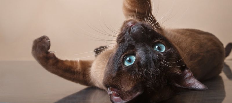 Tonkinese