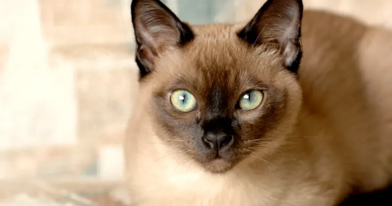 Tonkinese