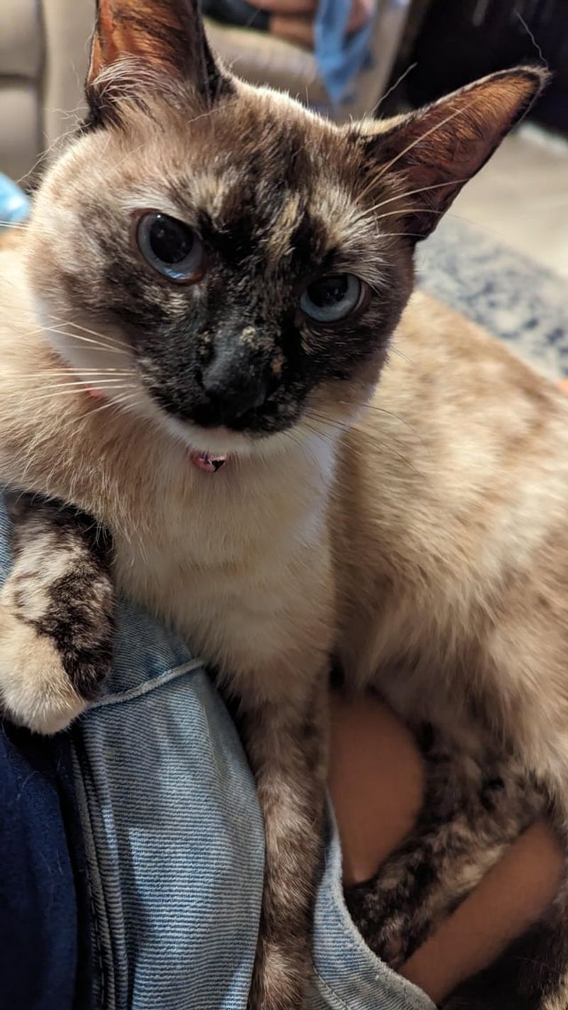 Tortie Point Siamese