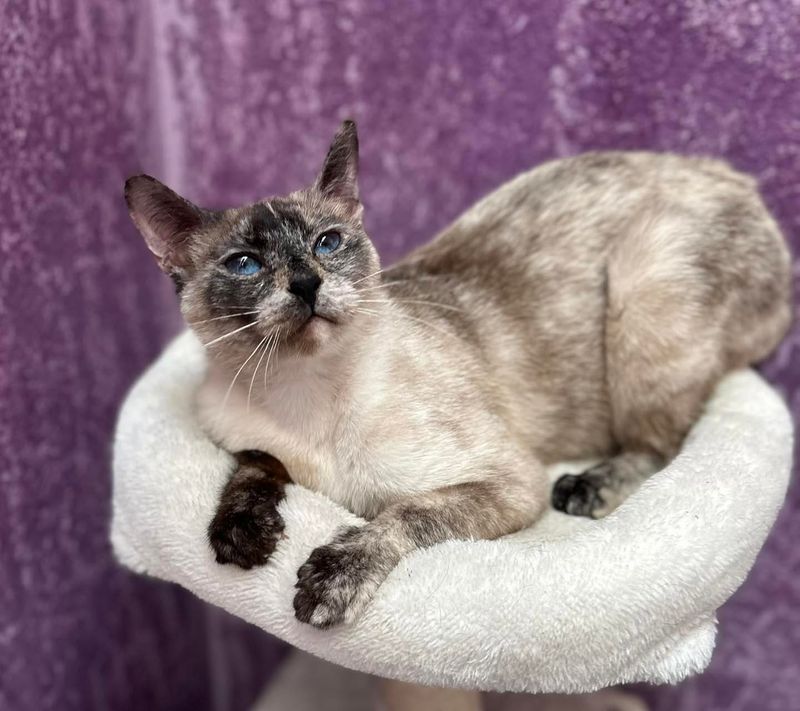 Tortie Point: The Multi-Colored Masked Marvel