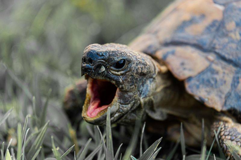Tortoise