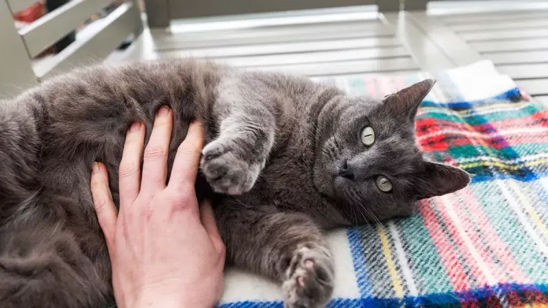 Touching Their Paws, Ears, or Tummy