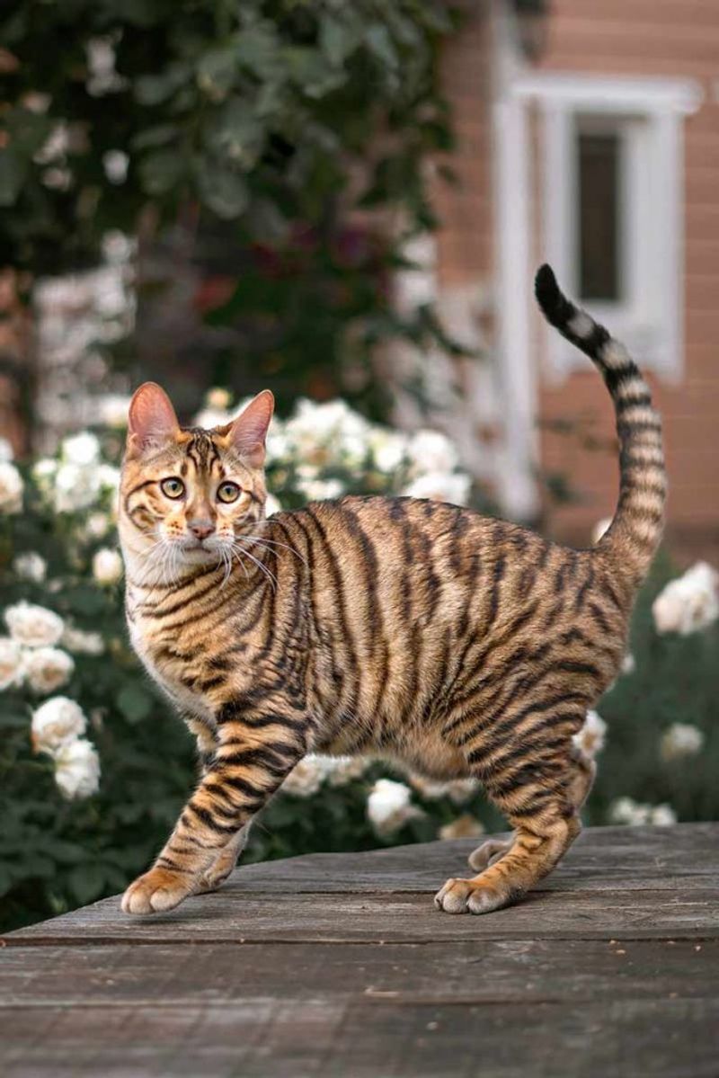 Toyger