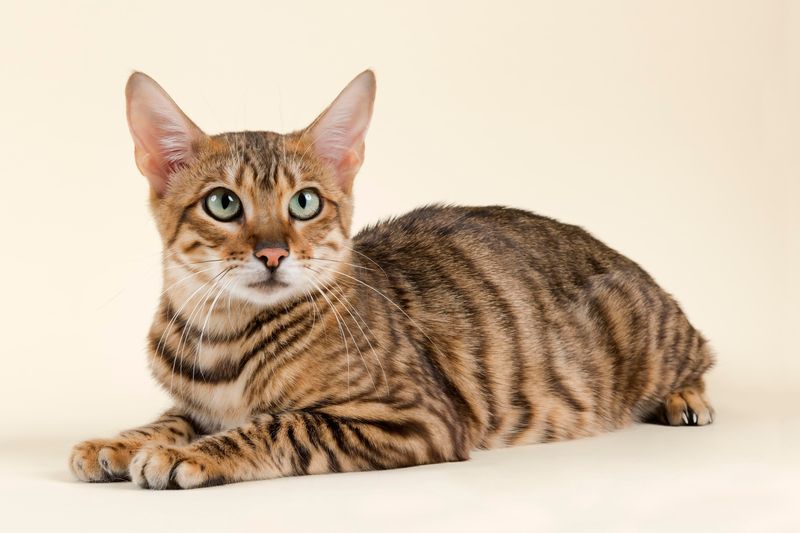 Toyger
