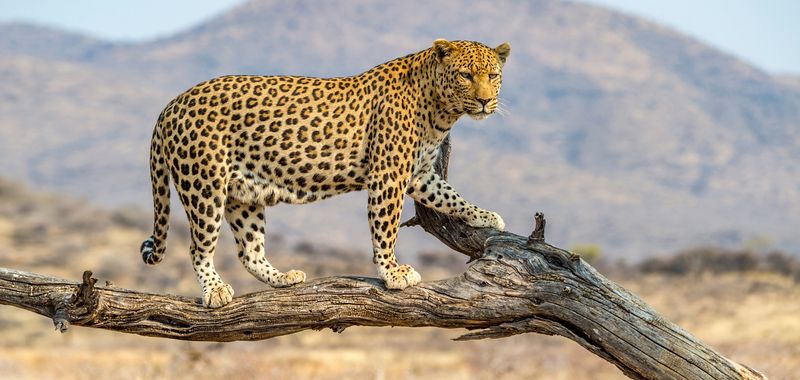 Tracking and Sign Detection