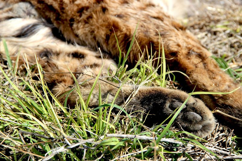 Tracks (Paw Prints)