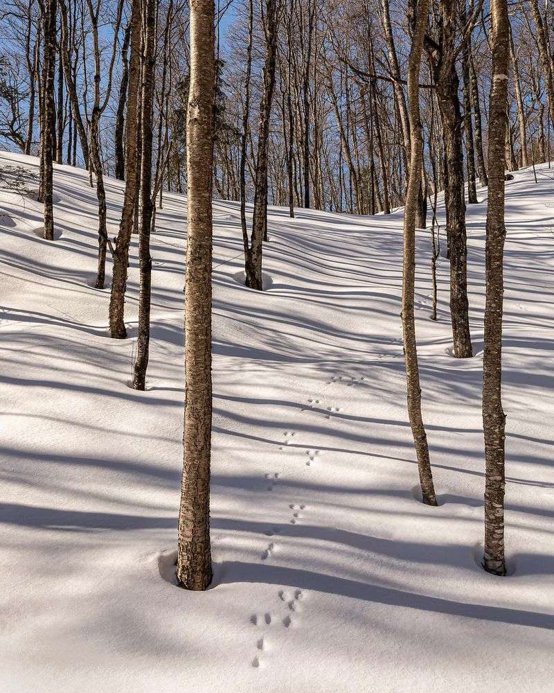 Tracks or Paw Prints