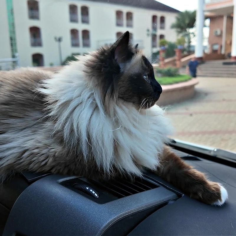 Travel Companions