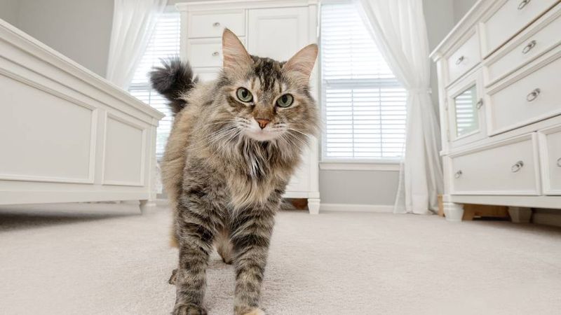 Treat the Tail with Reverence