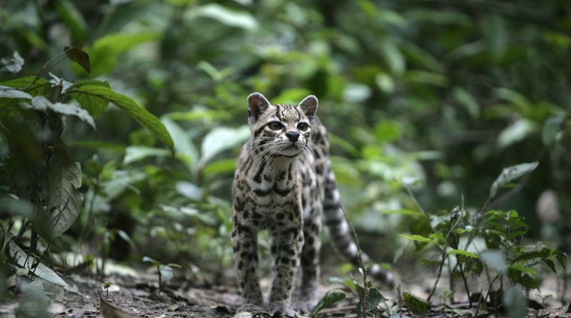 Tree Hunting and Drop Attacks (Leopards, Margays)