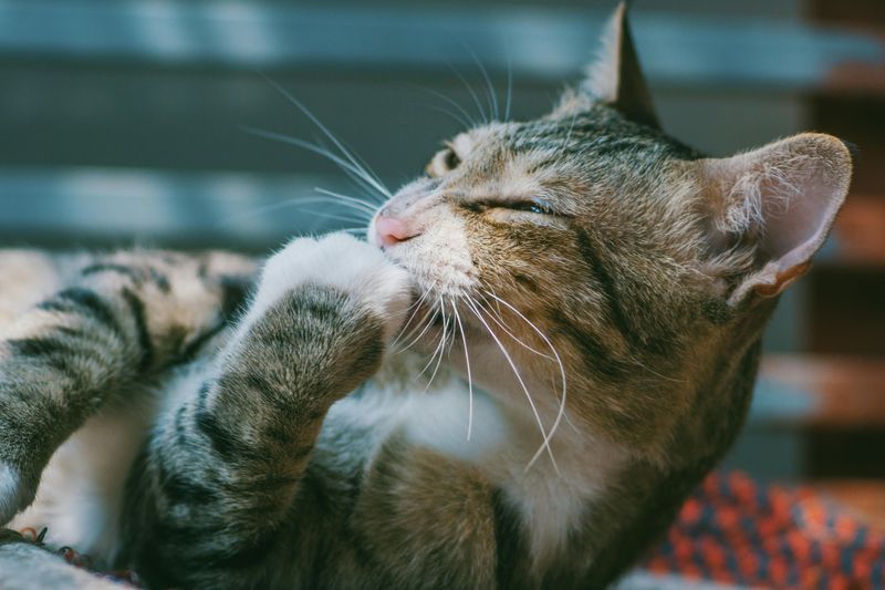Trouble: Excessive Grooming or Fur-Pulling