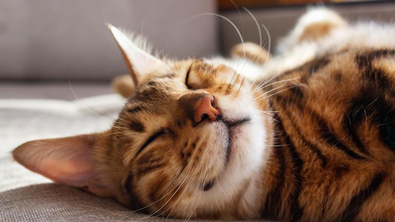 Try Natural Calming Supplements