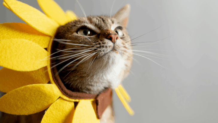 Trying to Bond With Your Cat? Blinking Might Be the Secret