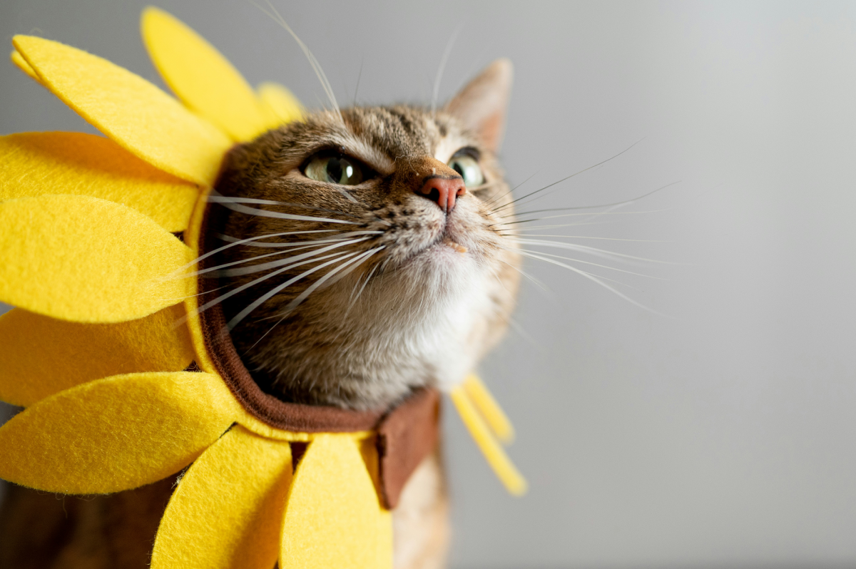 Trying to Bond With Your Cat Blinking Might Be the Secret