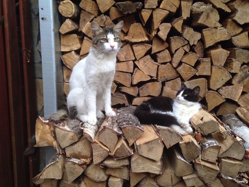 Tucked Inside Stacked Firewood