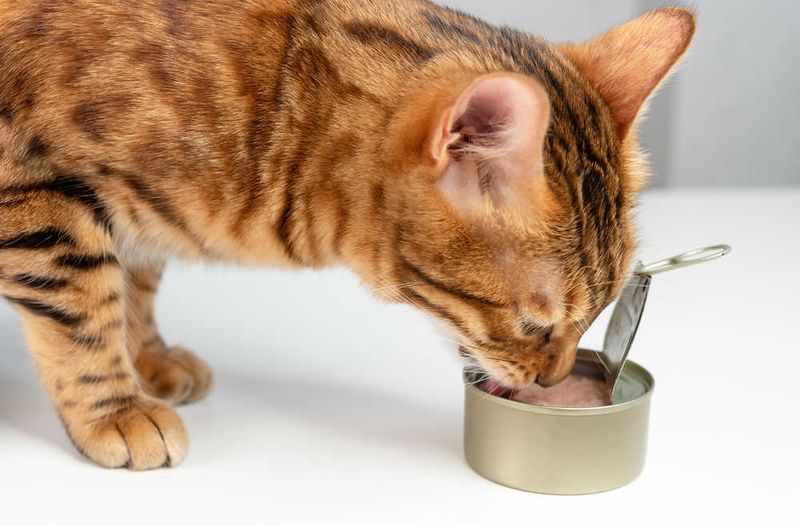 Tuna Juice