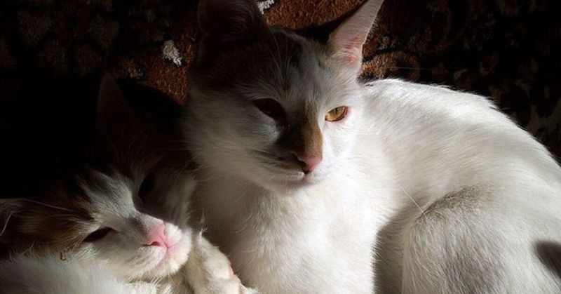 Turkish Angora